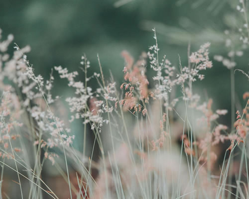 Potts Mountain Burial Ground is proud to be Georgia’s first dedicated natural/green cemetery on perpetually conserved land. Natural burial focuses on returning the body to the earth in a simple and environmentally friendly way, fosters family involvement, and is generally more affordable than traditional burial.