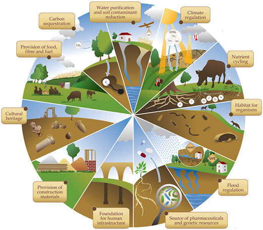 Ecosystem services are outputs, conditions, or processes of natural systems that directly or indirectly benefit people and society. There are four main categories: provisioning, regulating, cultural and supporting services. Robert D. Keller, Ph.D., the ACC’s Chief Executive Officer, plans to launch several ecosystem service projects designed to enhance the ecological value of the land, and bring jobs and economic benefits to Jasper and Pickens County.